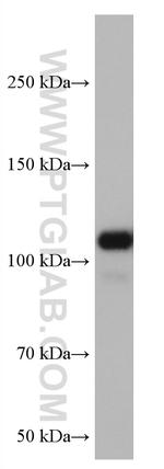 VAV2 Antibody in Western Blot (WB)