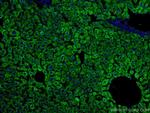 CYP3A4 Antibody in Immunohistochemistry (Paraffin) (IHC (P))