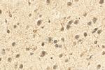 DLX5 Antibody in Immunohistochemistry (Paraffin) (IHC (P))