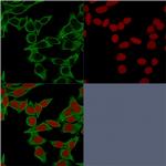 Spectrin beta III (SPTBN2) Antibody in Immunocytochemistry (ICC/IF)