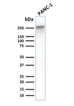 Spectrin beta III (SPTBN2) Antibody in Western Blot (WB)