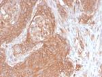 Spectrin beta III (SPTBN2) Antibody in Immunohistochemistry (Paraffin) (IHC (P))