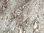 INA Antibody in Immunohistochemistry (Paraffin) (IHC (P))