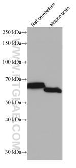 INA Antibody in Western Blot (WB)