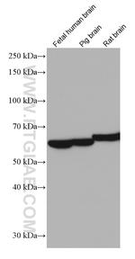 INA Antibody in Western Blot (WB)