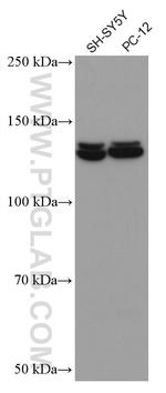 PI3 Kinase p110 Beta Antibody in Western Blot (WB)