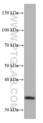 EHF Antibody in Western Blot (WB)