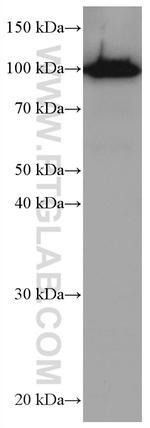 SFPQ Antibody in Western Blot (WB)