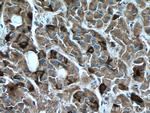 FSH beta Antibody in Immunohistochemistry (Paraffin) (IHC (P))