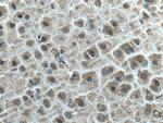 Ninein Antibody in Immunohistochemistry (Paraffin) (IHC (P))