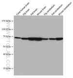 STXBP1 Antibody in Western Blot (WB)