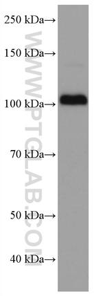 LOXL2 Antibody in Western Blot (WB)