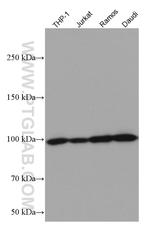 RIAM/APBB1IP Antibody in Western Blot (WB)