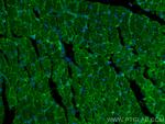 FXYD1 Antibody in Immunohistochemistry (Paraffin) (IHC (P))