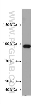 RASEF Antibody in Western Blot (WB)