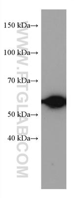 HDAC2 Antibody in Western Blot (WB)