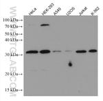 HUS1 Antibody in Western Blot (WB)