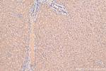 FBXO32 Antibody in Immunohistochemistry (Paraffin) (IHC (P))