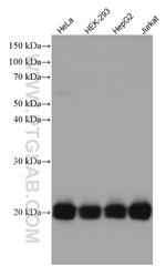 RAP1B Antibody in Western Blot (WB)