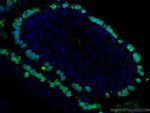 DMC1 Antibody in Immunohistochemistry (Paraffin) (IHC (P))