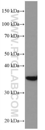 DMC1 Antibody in Western Blot (WB)