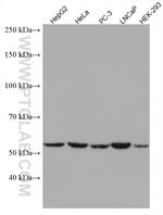 GPI Antibody in Western Blot (WB)