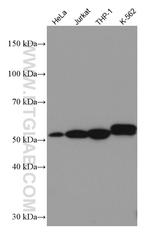 IRAK4 Antibody in Western Blot (WB)