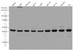 Cytohesin 2 Antibody in Western Blot (WB)