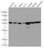 GNA13 Antibody in Western Blot (WB)