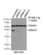 GNA13 Antibody in Western Blot (WB)