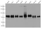 HSF1 Antibody in Western Blot (WB)