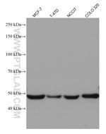 VDR Antibody in Western Blot (WB)