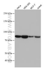 NUFIP2 Antibody in Western Blot (WB)