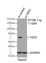 YES1 Antibody in Western Blot (WB)