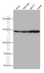 SIN3A Antibody in Western Blot (WB)