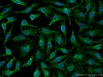 UBE1 Antibody in Immunocytochemistry (ICC/IF)