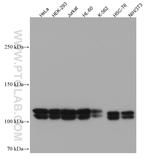 UBE1 Antibody in Western Blot (WB)