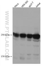 EIF4G1 Antibody in Western Blot (WB)