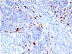 SREBP1 (Transcription Factor) Antibody in Immunohistochemistry (Paraffin) (IHC (P))