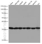 SBDS Antibody in Western Blot (WB)