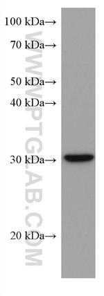 PITX2 Antibody in Western Blot (WB)