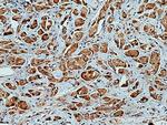 PEPD Antibody in Immunohistochemistry (Paraffin) (IHC (P))