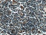 IFIT3 Antibody in Immunohistochemistry (Paraffin) (IHC (P))