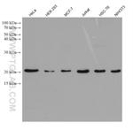 CDC42 Antibody in Western Blot (WB)