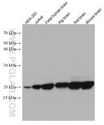 RHOQ/TC10 Antibody in Western Blot (WB)