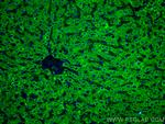 GCK Antibody in Immunohistochemistry (Paraffin) (IHC (P))