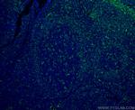 LAIR1 Antibody in Immunohistochemistry (Paraffin) (IHC (P))