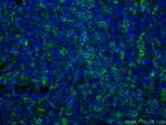 LAIR1 Antibody in Immunohistochemistry (Paraffin) (IHC (P))