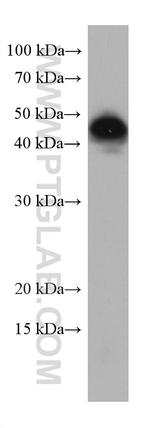 LAIR1 Antibody in Western Blot (WB)