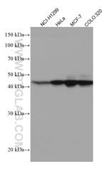 XRCC3 Antibody in Western Blot (WB)